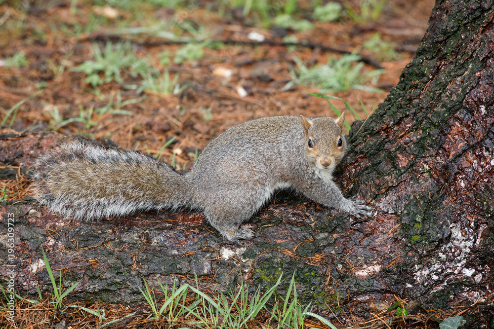 scoiattolo grigio (Sciurus carolinensis) scoiattolo grigio (Sciurus carolinensis)