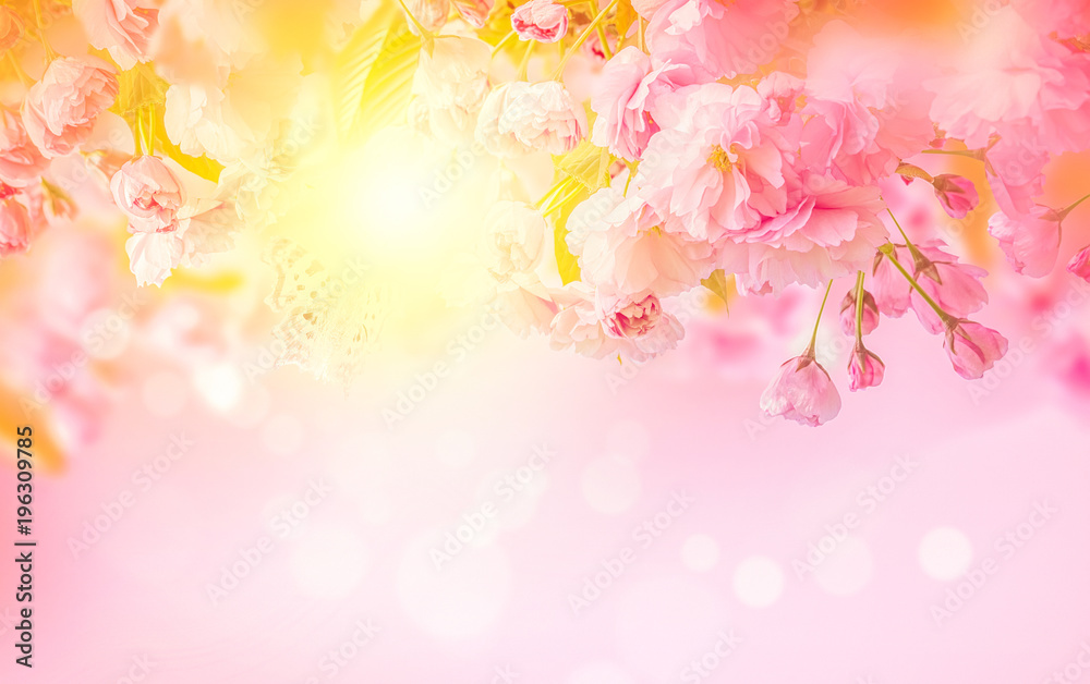 Beautiful sakura pink flower cherry blossom and sun background. Greeting card template. Shallow depth. Soft toned. Spring nature Beautiful sakura pink flower cherry blossom and sun background. Greeting card template. Shallow depth. Soft toned. Spring nature