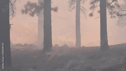 Smoke blows through forest after a large wildfire passed through