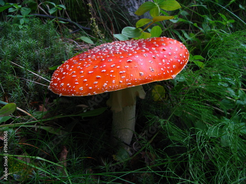Nothern mushrooms