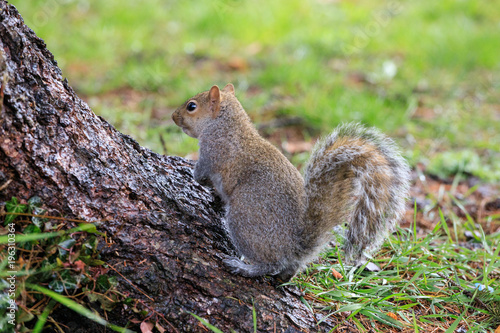 scoiattolo grigio (Sciurus carolinensis)