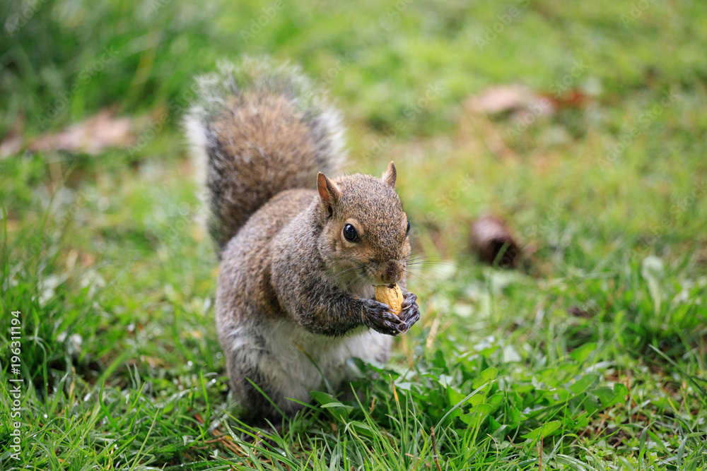 scoiattolo grigio (Sciurus carolinensis) scoiattolo grigio (Sciurus carolinensis)