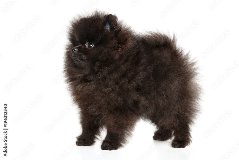 Zwerg Spitz puppy in stand on white background Zwerg Spitz puppy in stand on white background