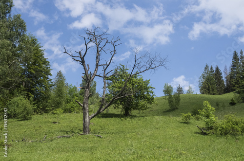An old dry weathered tree among young lush trees in a meadow