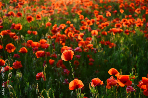 Poppies, poppy flowers