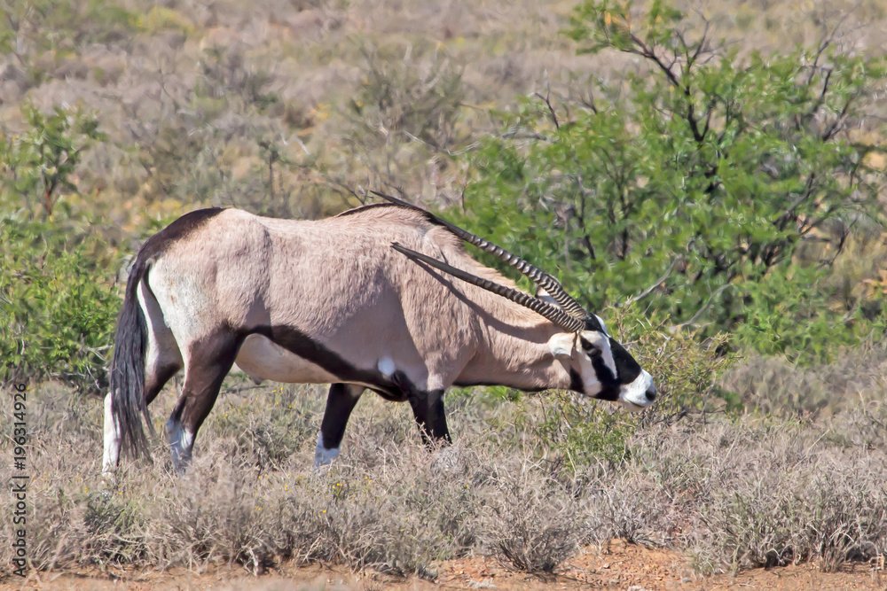 Fototapeta premium Gemsbok scratching back with horn