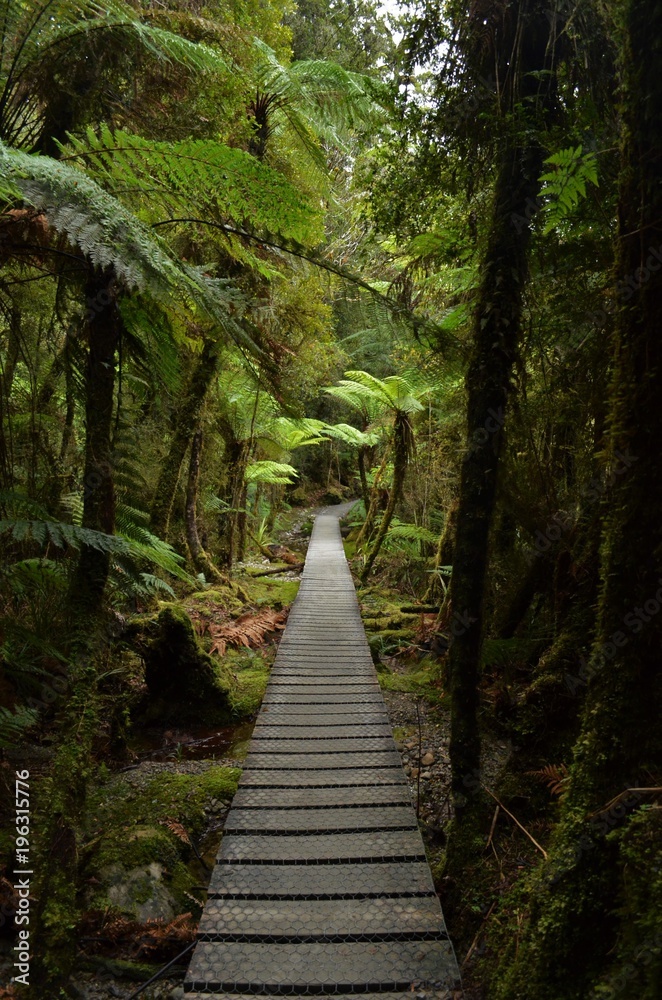 Obraz premium path into the wild nature