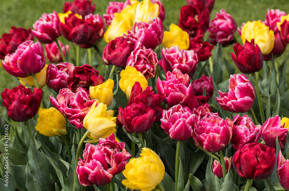 Fototapeta premium colorful tulips flowers blooming in a garden
