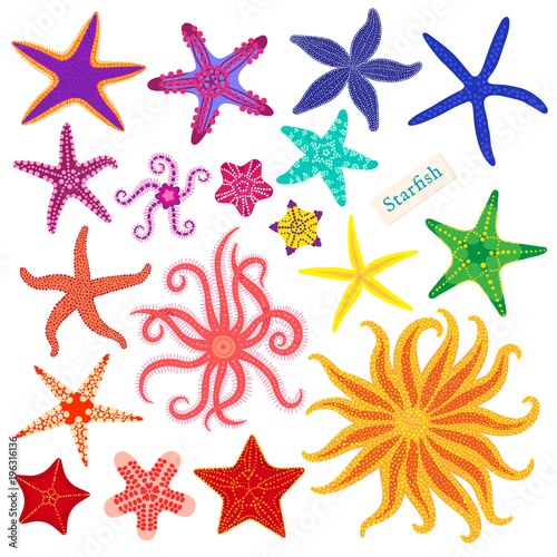 Sea stars set. Multicolored starfish on a white background. Starfishes underwater invertebrate animal. Vector illustration