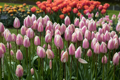 Fototapeta Naklejka Na Ścianę i Meble -  colorful tulips flowers blooming in a garden