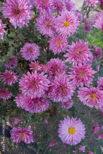 Showy pink flower heads of Chrysanthemum morifolium