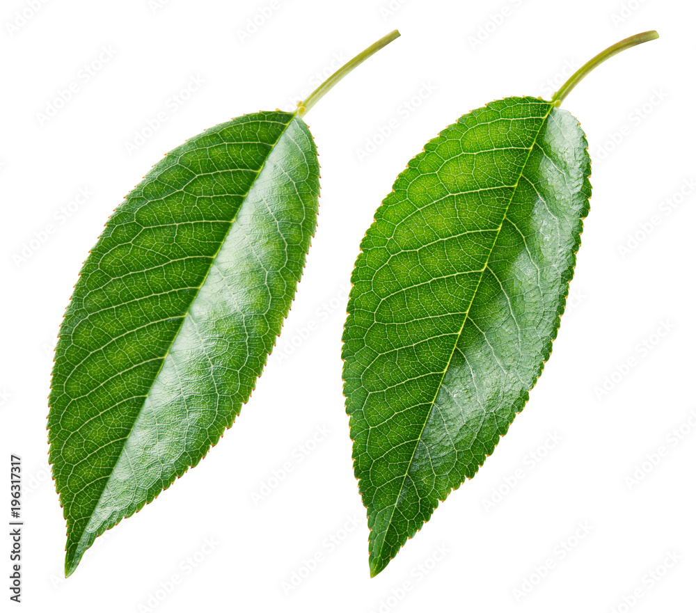 Fototapeta premium Cherry leaf. Leaves collection. Leaf isolated on white. With clipping path.