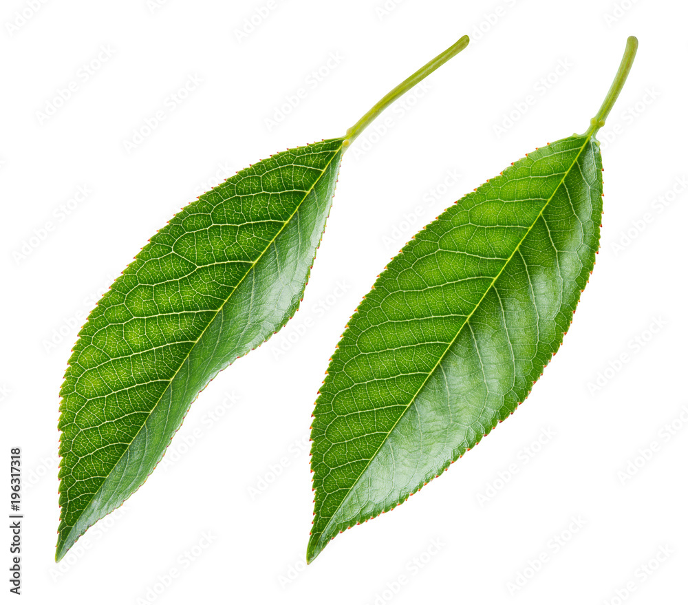 Obraz premium Cherry leaf. Leaves isolated. Leaf collection. With clipping path.