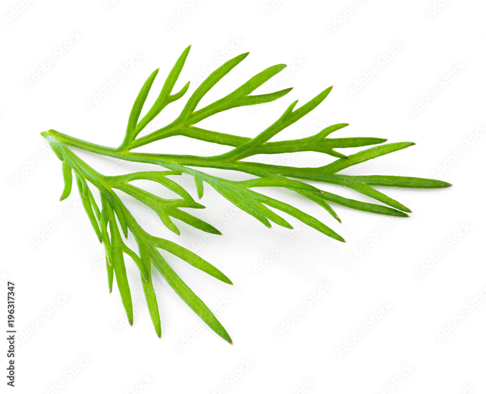 Dill. Fresh dill isolated on white. Dill. Fresh dill isolated on white.