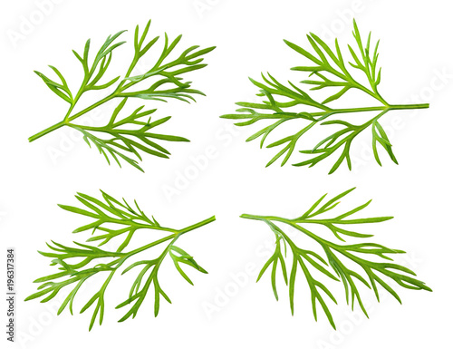 Dill. Fresh dill herb isolated on white.