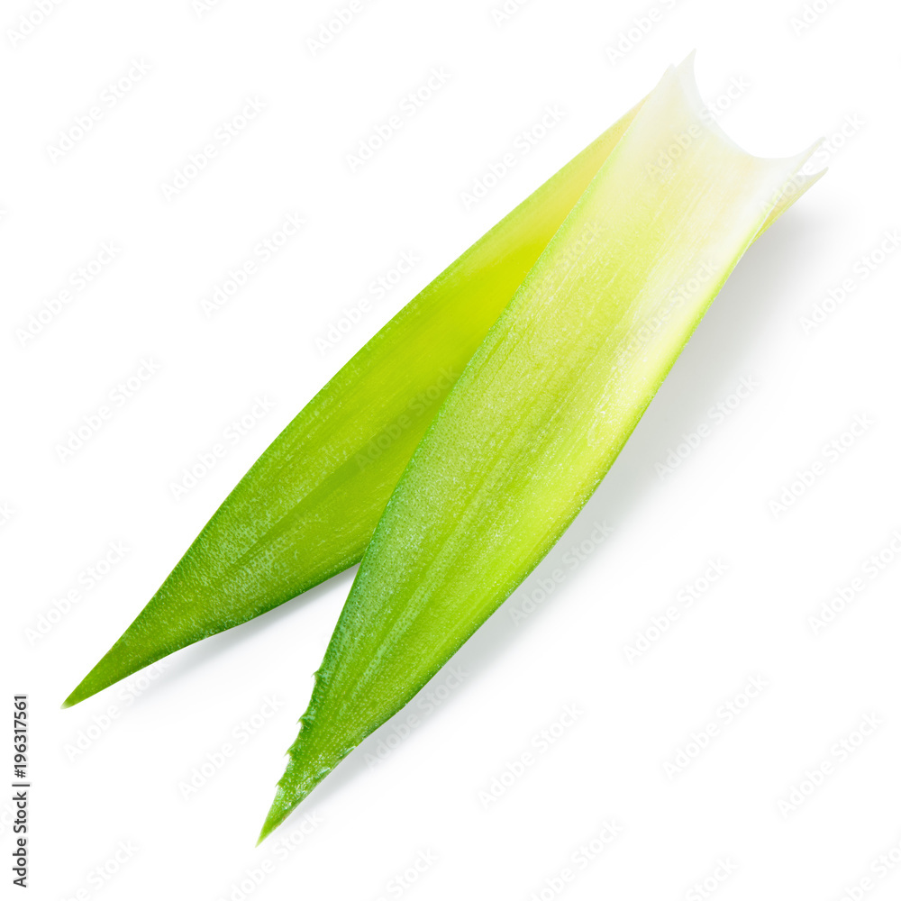 Pineapple leaf. Pineapple leaves isolated on white. With clipping path. Full depth of field