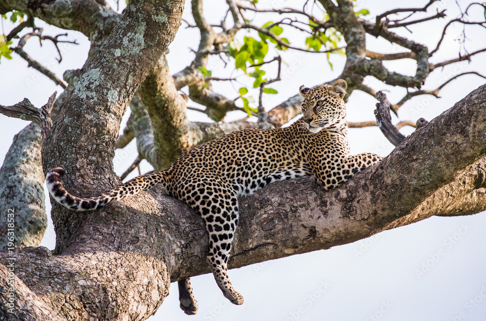 Leopard on a tree. National Park. Kenya. Tanzania. Maasai Mara. Serengeti. An excellent illustration.