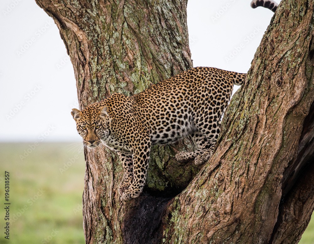 Fototapeta premium Leopard standing on the tree. National Park. Kenya. Tanzania. Maasai Mara. Serengeti. An excellent illustration.