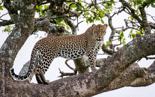 Leopard on a tree. National Park. Kenya. Tanzania. Maasai Mara. Serengeti. An excellent illustration.