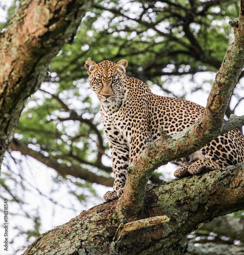 Leopard on a tree. National Park. Kenya. Tanzania. Maasai Mara. Serengeti. An excellent illustration.