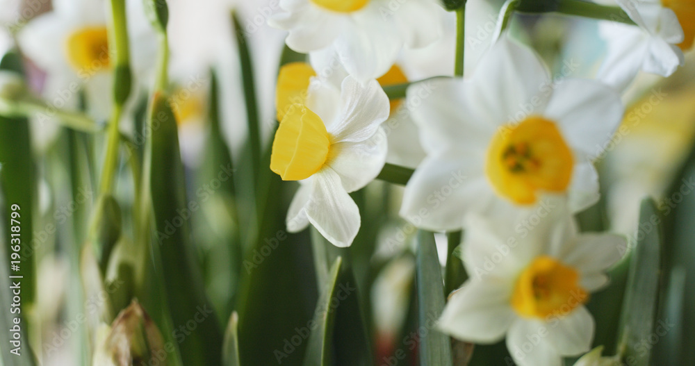 White narcissus flower