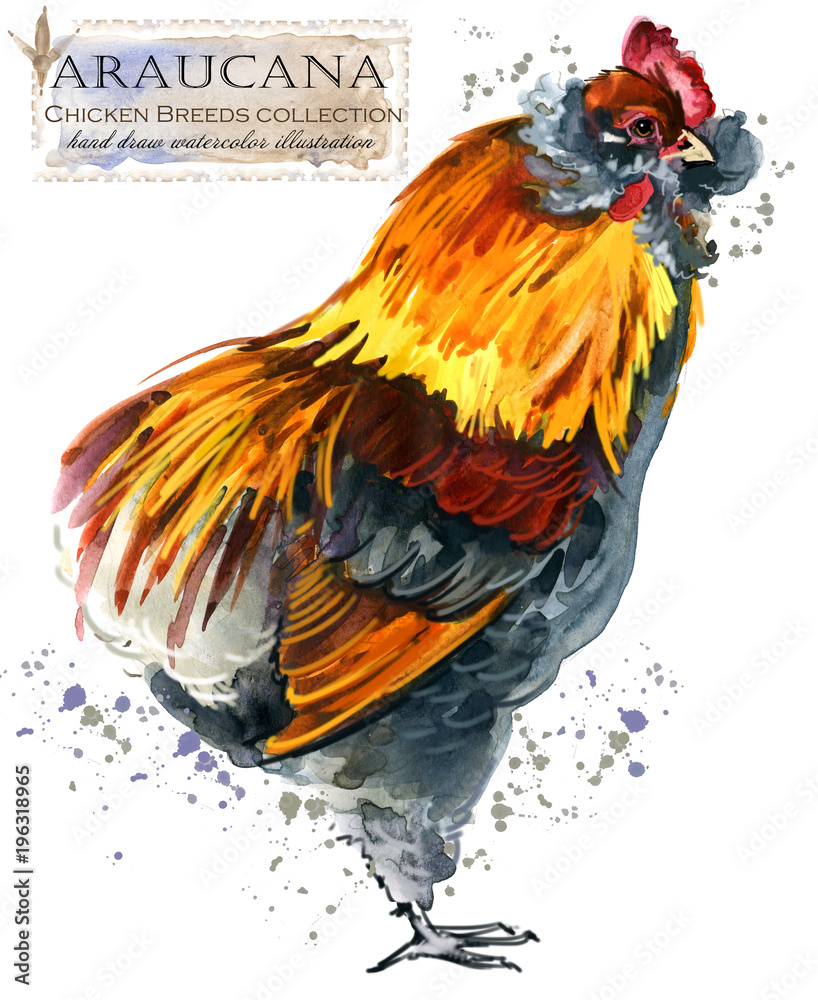 Fototapeta premium Poultry farming. Chicken breeds series. domestic farm bird watercolor illustration
