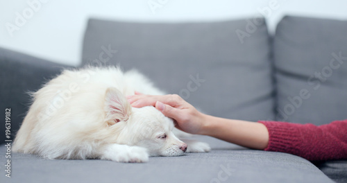 Pet owner touch on her dog