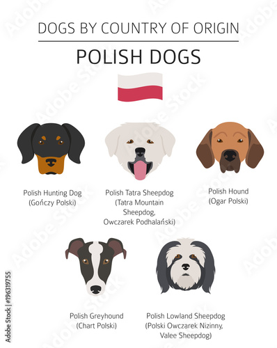 Dogs by country of origin. Polish dog breeds. Infographic template