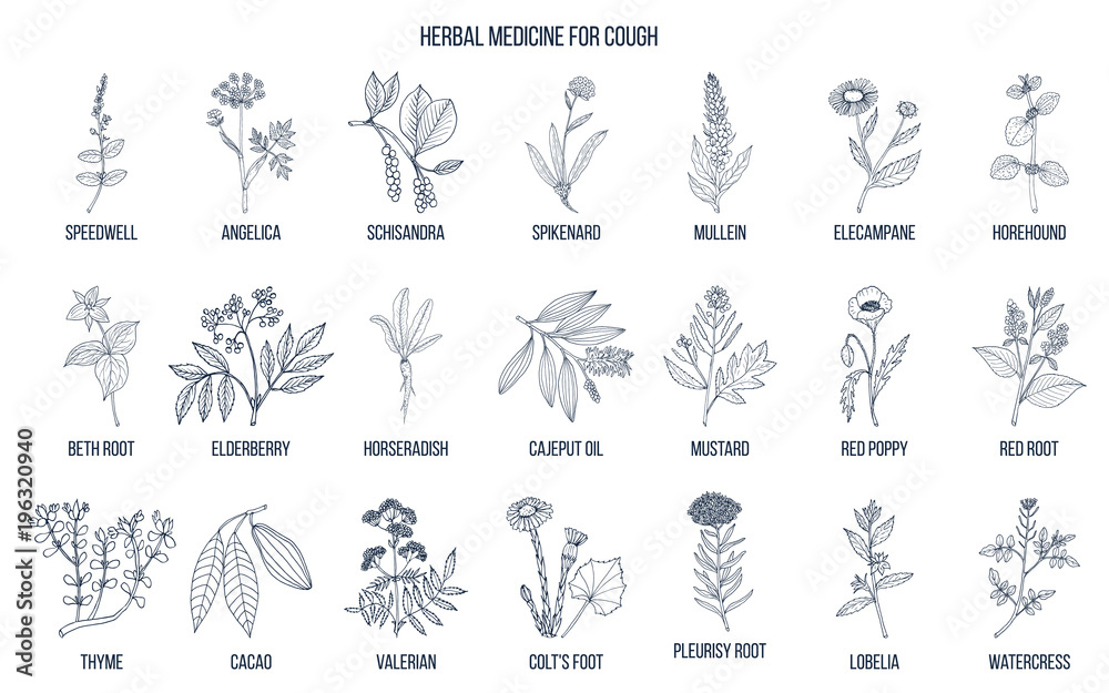 Natural herbs for cough remedies.