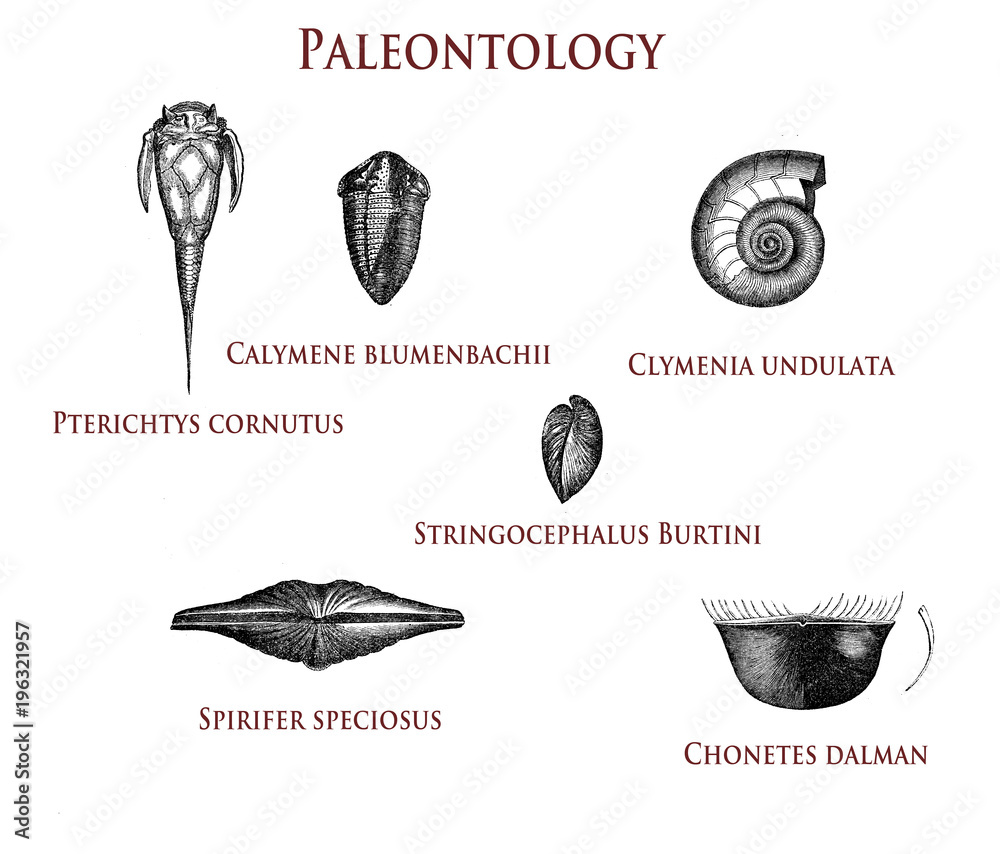 vintage paleontology illustration of fossilized shells pterichtys