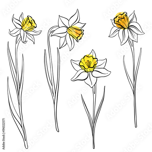 vector drawing flowers of anrcissus