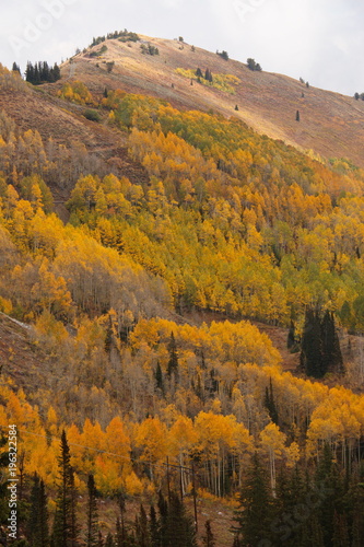 Beautiful autumn at Big Cottonwood Canyon Road near Salt Lake City in Utah in the USA 
