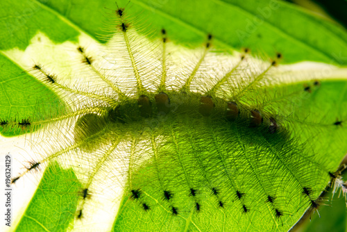 Caterpillar of the Common Gaudy Baron butterfly ( Euthalia lubentina )