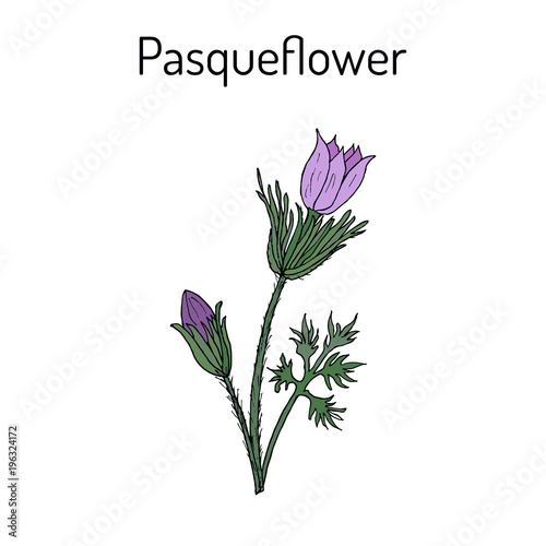 Pasqueflower pulsatilla vulgaris , medicinal plant
