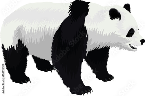 vector giant panda bear