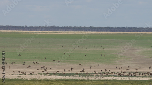 Emus on Lake Menindee after the water has evaporated!! © Darryl