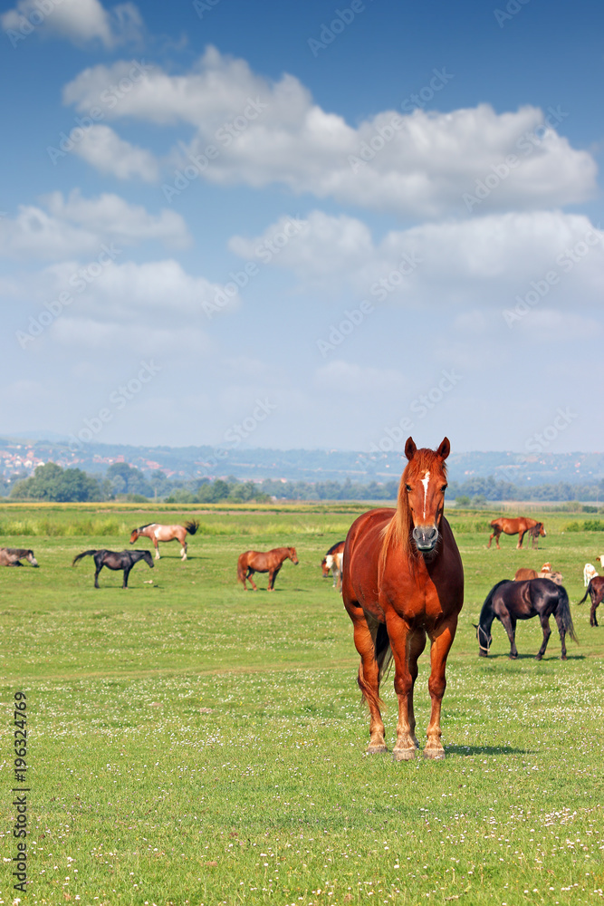 Naklejka premium stado koni w okresie wiosennym na pastwisku
