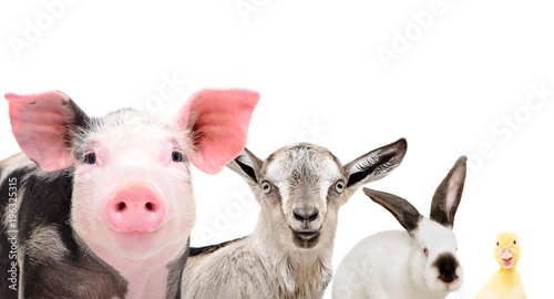 Portrait of cute farm animals, closeup, isolated on white background