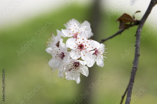 Cherry Blossom on branch
