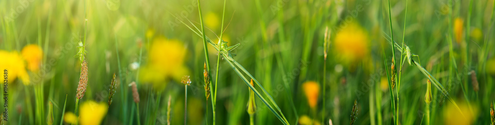 Three grasshoppers in the grass on the meadow.