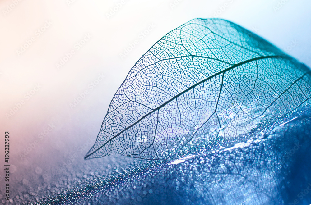 Fototapeta Przejrzysty liść szkielet z piękną teksturą na niebieskim i różowym tle, szkło z błyszczącą wodą 