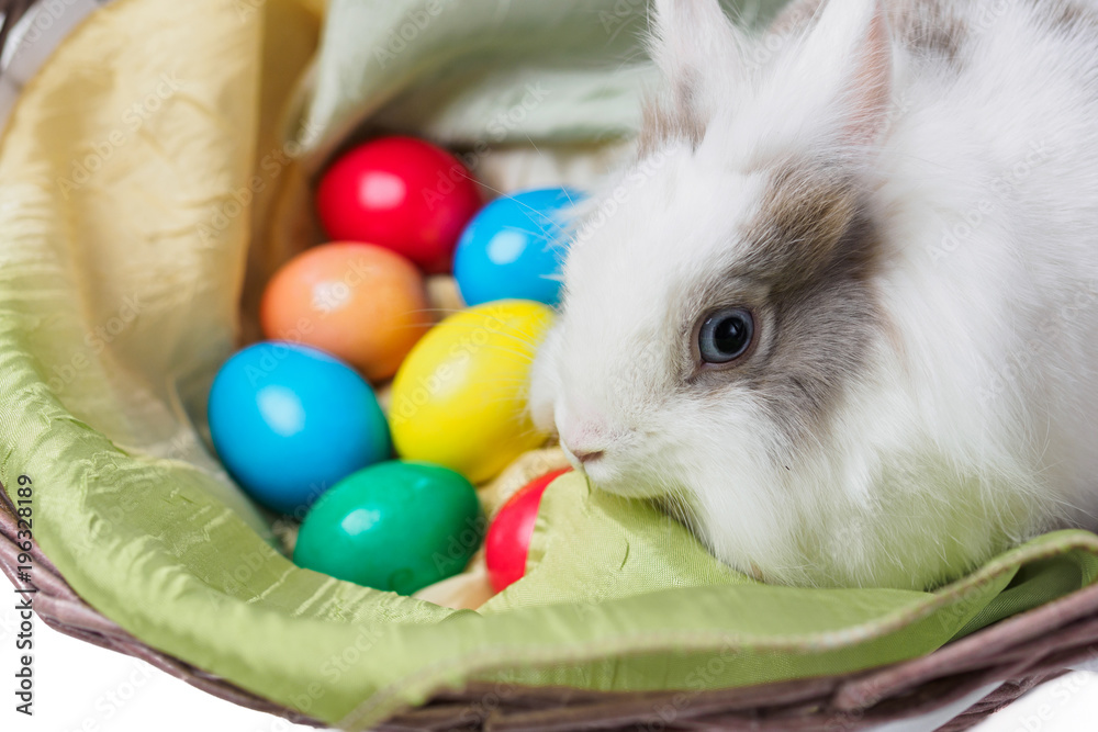 spotted easter bunny sitting in basket with colorful Easter eggs on white background spotted easter bunny sitting in basket with colorful Easter eggs on white background