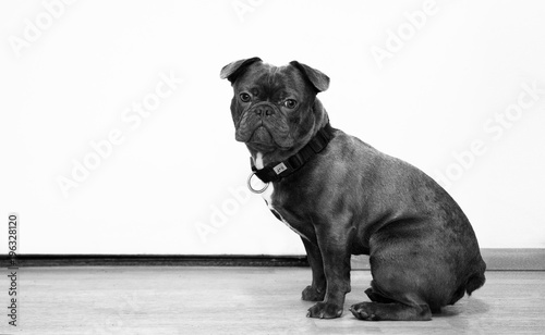 Pug dog grey with simple background © Mi