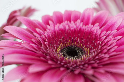 Pink gerbera daisy bouquet.