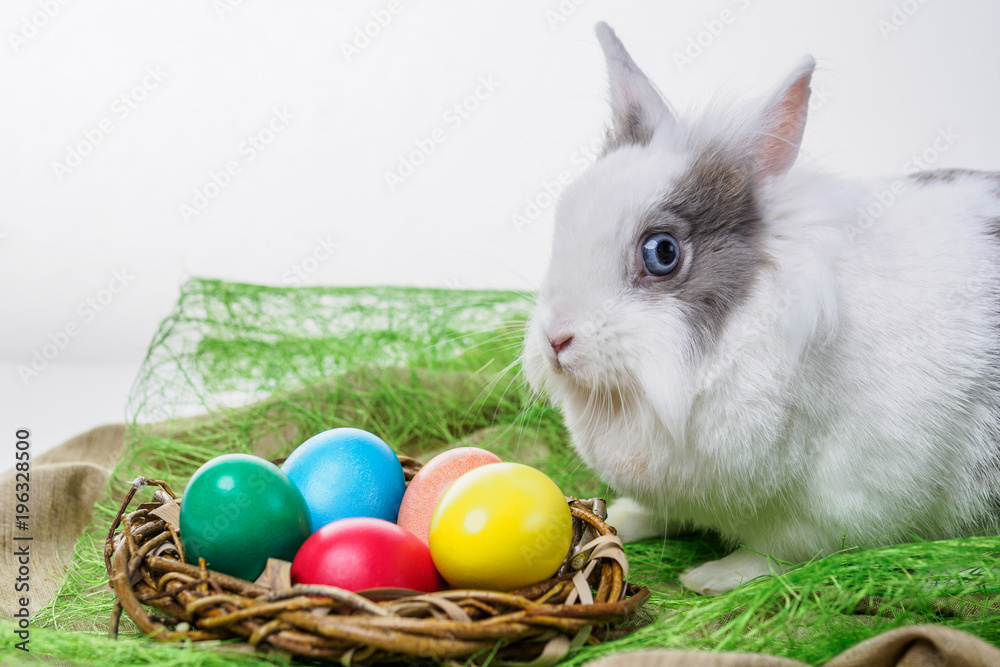 Easter bunny sitting near a nest with colorful eggs on a white background Easter bunny sitting near a nest with colorful eggs on a white background