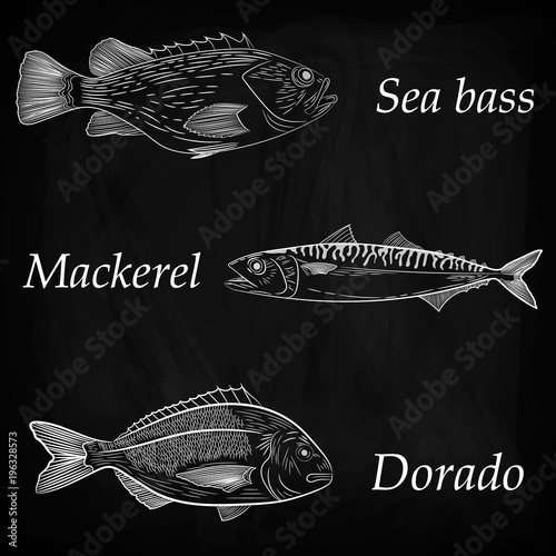 A set of painted sea fish. Mackerel, dorado, sea bass. Vector illustration