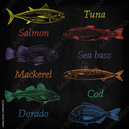 A set of painted popular sea fish and their names.. Tuna, salmon, cod, sea bass, mackerel, dorado. Sketch, color pattern, vector illustration