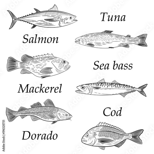 A set of painted popular sea fish. Salmon, tuna, cod, mackerel, dorado, sea bass. Sketch of drawing on white background, vector illustration