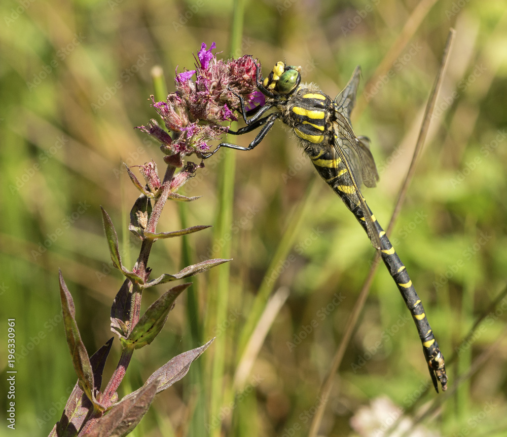 Fototapeta premium Golden-ringed Dragonfly