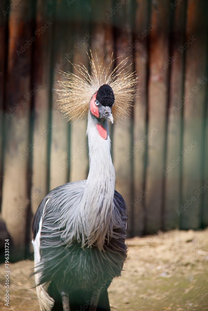 Fototapeta premium Crowned crane looking at the camera